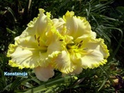 Liliowiec Konstancja 1-pędowa sadzonka