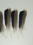 Pióra naturalne 10-12c kaczki krzyżówki brązowo-niebiesko białe gęsi koguta