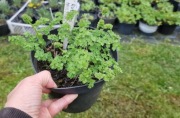 Rutewka mniejsza 1.5 l donica 