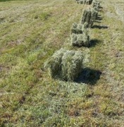 SIANO NATURALNE EKOLOGICZNE DLA GRYZONI KRÓLIKA PACHNĄCE 2025r 99.5l