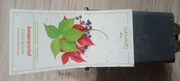winobluszcz pięciolistkowy parthenocissus quinquefolia