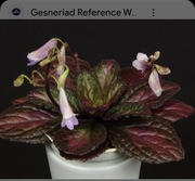 Primulina (chirita) Patina, rodzina fiołek afrykański 