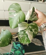 Monstera variegata