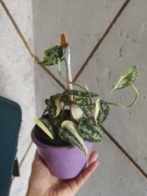 Scindapsus Mayari Variegata