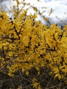 Forsycja - 10 g - 100%  świeży, ręczny zbiór