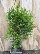 THUJA 'SMARAGD' 30/40cm!! SADZONKA P11 tuja szmaragd
