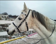 Kantaro ogłowie z wodzami na karabińczyki 