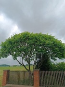 Sunak sadzonki Sunak 