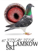 Samiec finalista mwg Rogowo 67 miejsce 510 km z nocowaniem