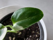 Philodendron Cobra (monstera standleyana) + gratis