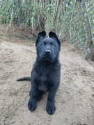 Szczeniak, owczarek niemiecki użytkowy krótkowłosy czarny, prosty ZHPR