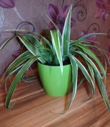 ZIELISTKA kwiat domowy 24 cm