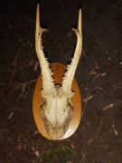 Poroże koziołka sarny rogi cała głowa zrzuty jeleniowate trofea myśliwskie