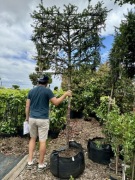 Cis pospolity / Taxus baccata / Obw.12-20cm / Pień 150cm / ekran