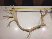 Duże poroże RENIFERA