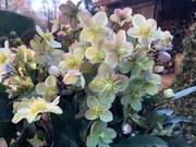 Ciemiernik ogromne sadzonki