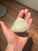 Jeżowiec Echinocorys z górnej kredy 