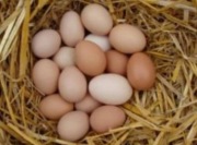 Sprzedam Jaja wiejskie 