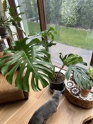 Monstera big form
