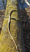 Łuk tradycyjny selfbow 50lbs/28" jesion