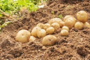 Ziemniaki Naturalne od rolnika 1kg
