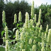 Kłosowiec -biały (Agastache ) 50n