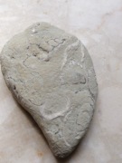 Skamielina ze szczątkami organizmów 