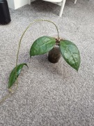 Hoya verticillata Lampung 