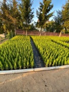 TUJA SZMARAGD w doniczce p9 30/45 cm 