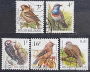 Belgia Fauna Ptaki 4