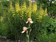 Baptisia Carolina Moonlight Baptysja karolina ponad 20 nasion