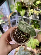 Epipremnum pinnatum CEBU BLUE