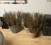 Ligustry 80 cm z gołym korzeniem