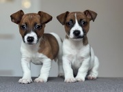 Jack Russell Terrier - szczeniaczki, pieski i suczka ;)