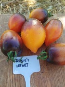 DENIS's HEART nasiona Pomidor Kolekcjonerski