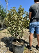 Elaeagnus ebbingei Vivelag, Oliwnik zimozielony, 100-125, 140-160cm 