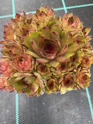 Rojniki nr 5 sadzonka p9