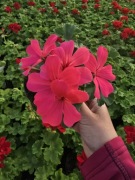 Pelargonia caliope - Landscape Rose
