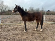 Wałach po Drive Me Crazy Z