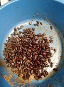 nasiona Asimina Georgia drobne