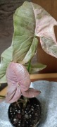 Syngonium Pink Double Marble Variagata