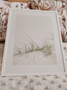 JYSK obraz " kępa trawy na piasku / plaży "