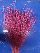 len bordowy zboże suszone naturalny w wiązkach 