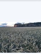 Naturalny nawóz poplon żyto ozime 20kg