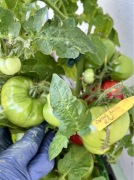 Pomidor Arctic Rose Dwarf nasiona kolekcjonerskie