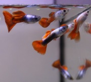 Gupiki Orange/Red Tail | 10 szt. za 40 zł