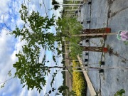 Wisteria floribunda Honbeni