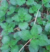 Pokrzywa korzenie 100g