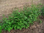 Trędownik bulwiasty sadzonka