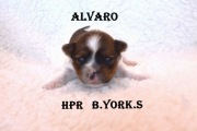 White Ocean Pearl Yorkshire Terrier Alvaro 